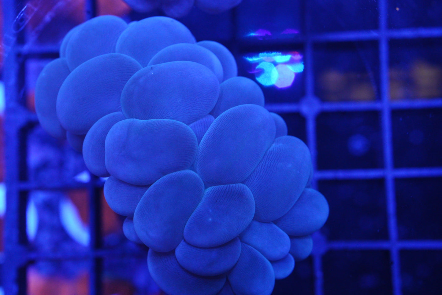 Bubble coral