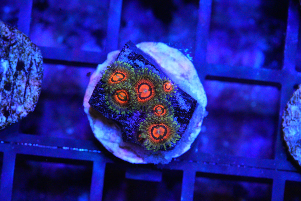 RAINBOW INCINERATORS