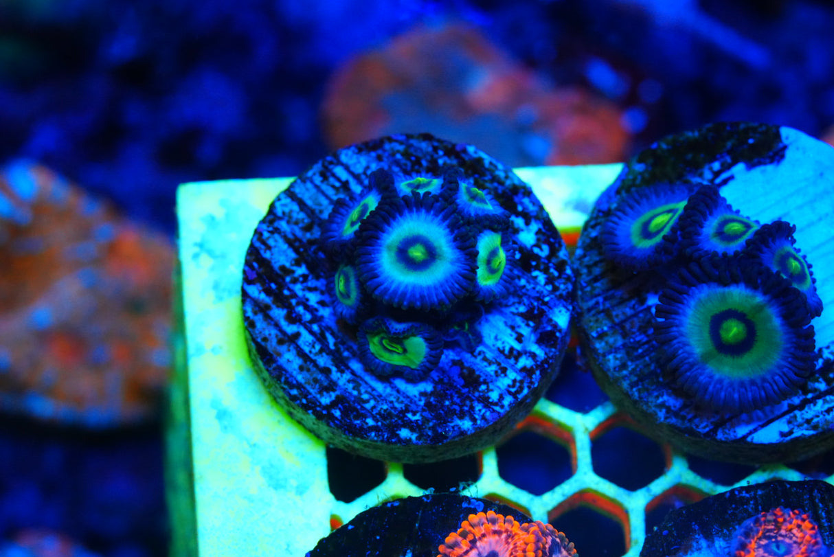 Blue panama
