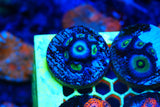 Blue panama
