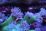 Aussie Duncan coral