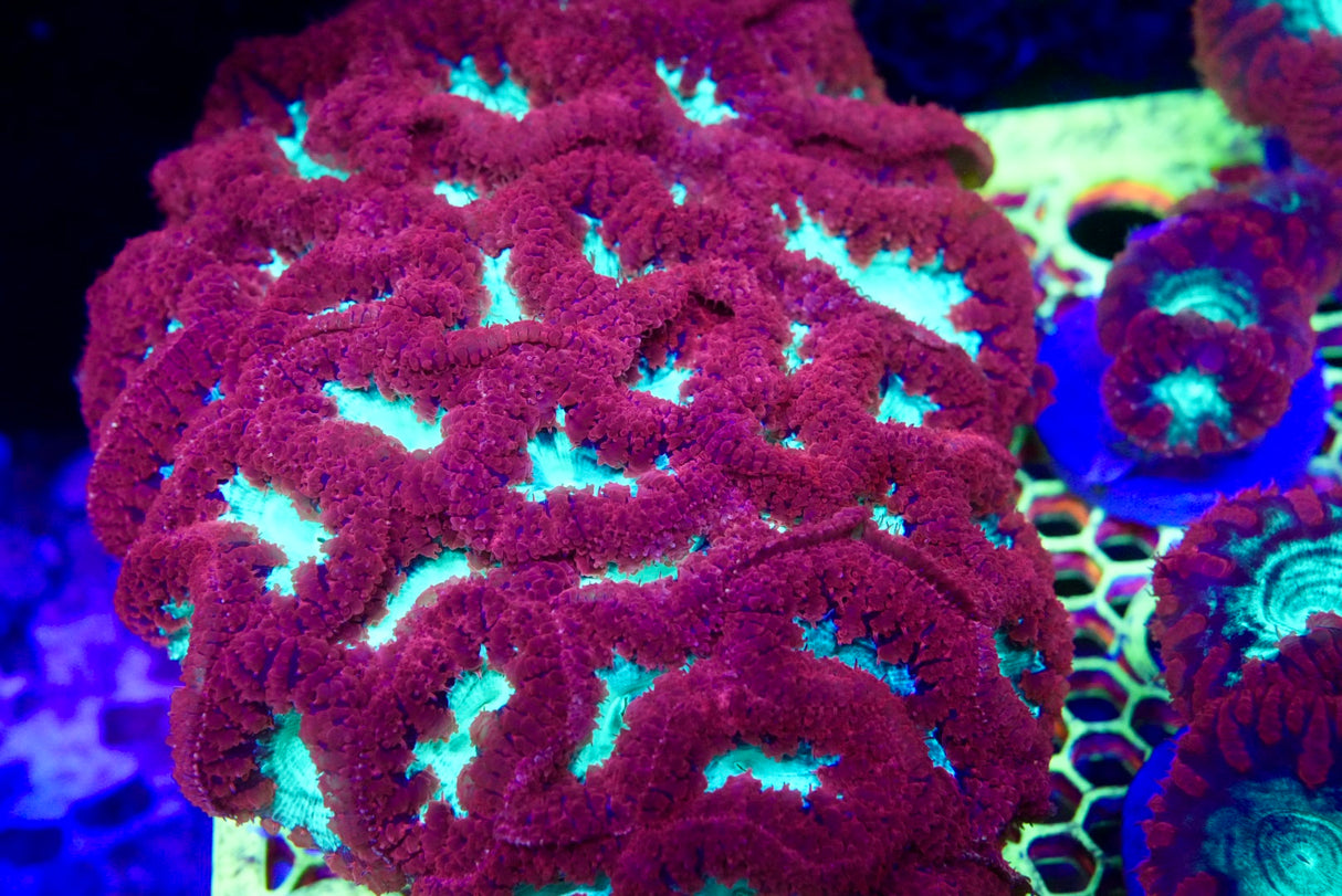 Blasto frag 1-3 heads