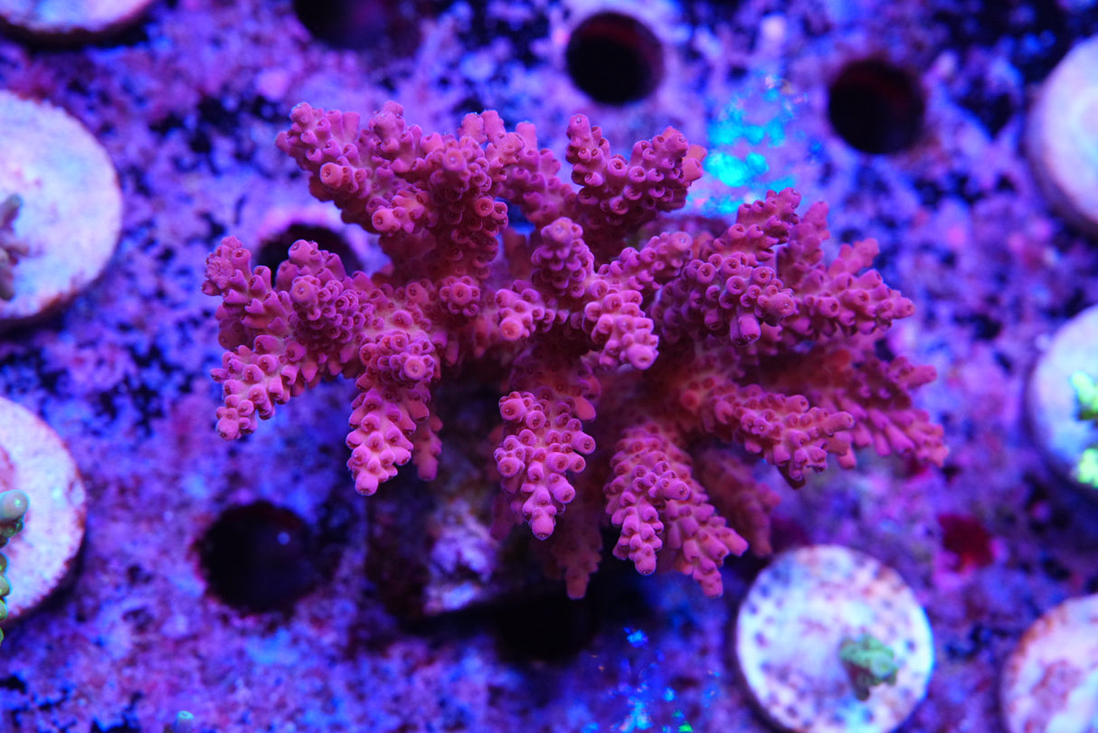 Acropora