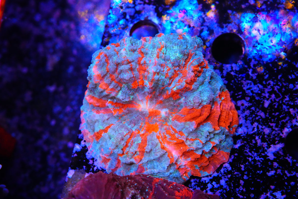 Acanthos