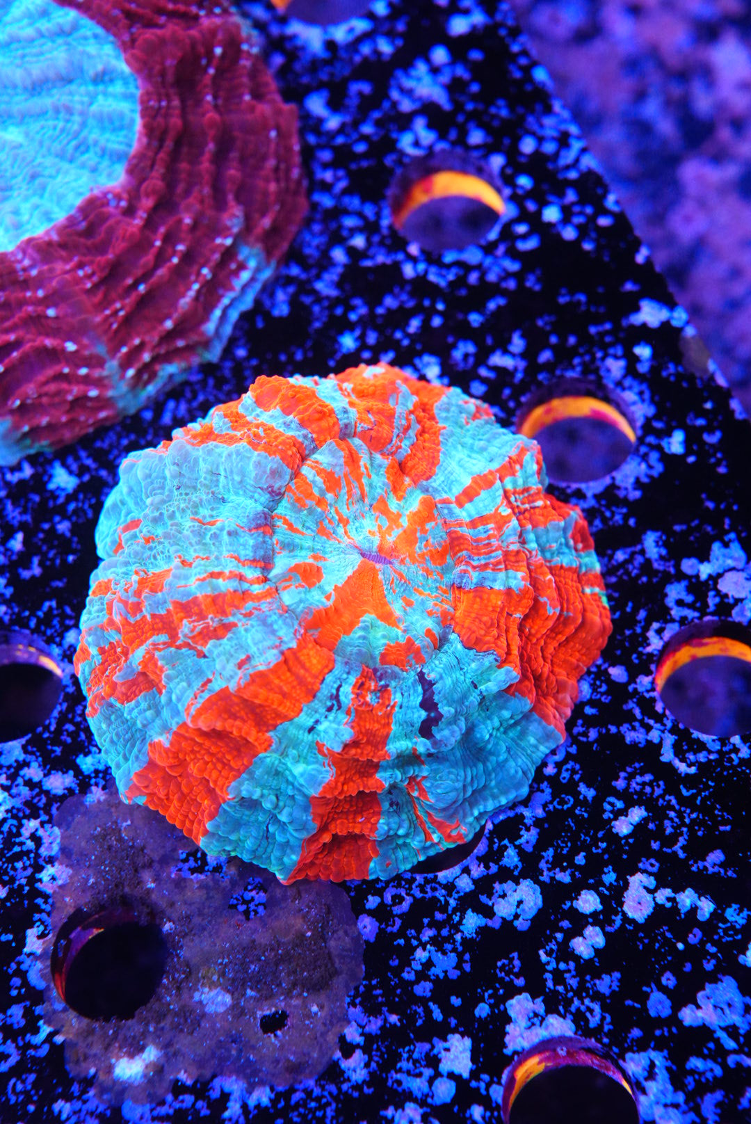 Acanthos