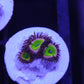 Zoa