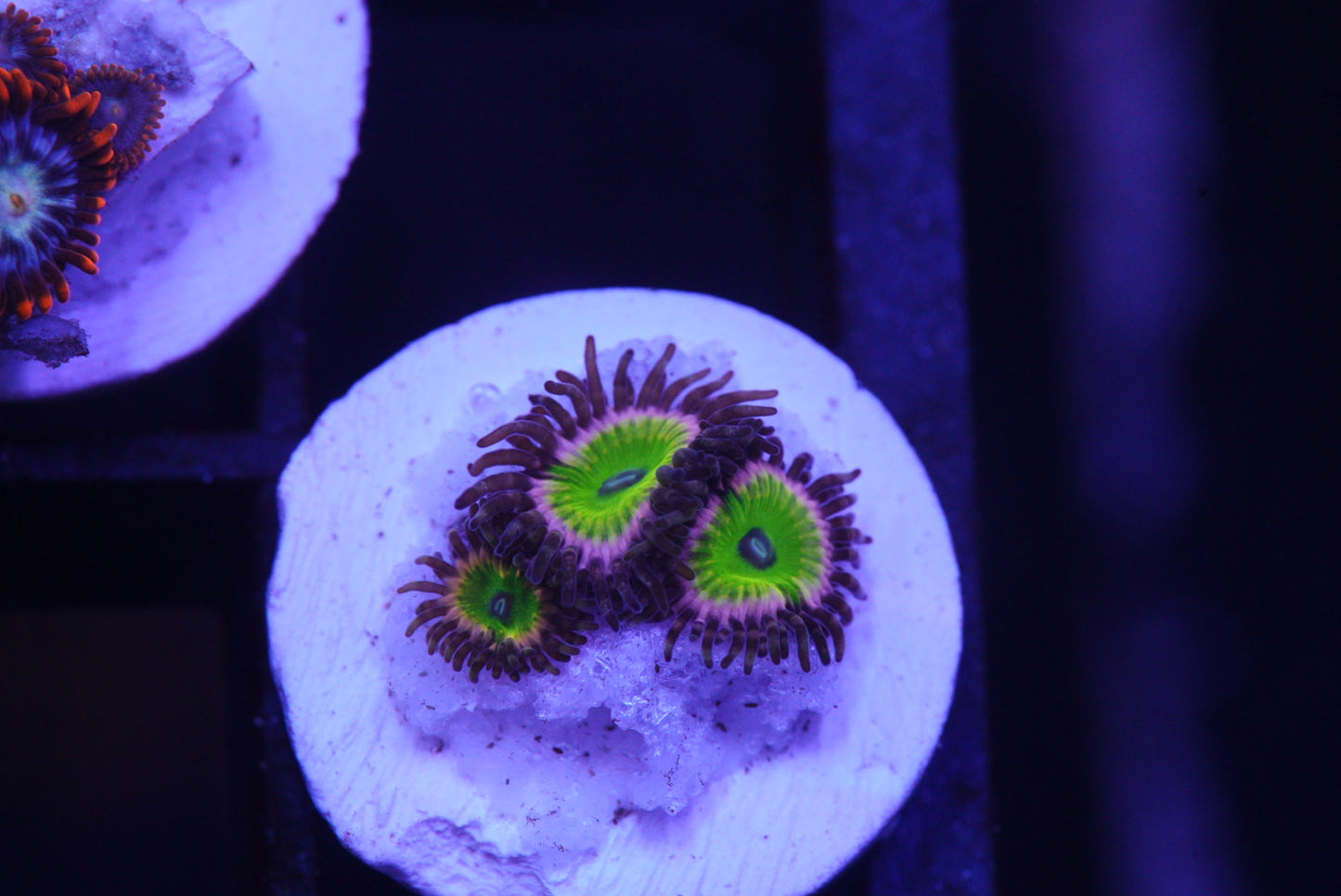 Zoa