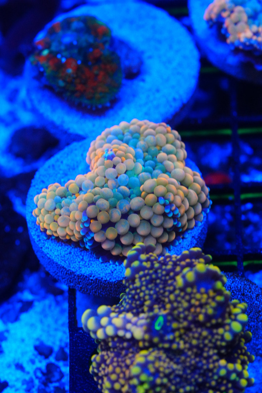 Orange Florida ricordia