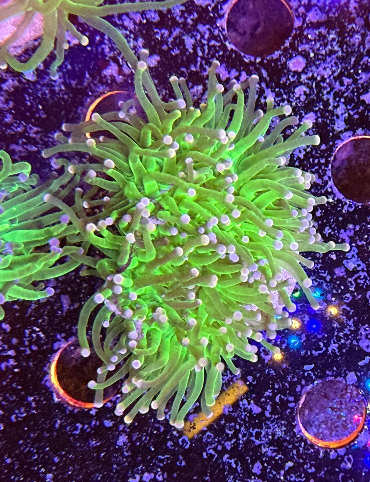 WYSIWYG torch coral