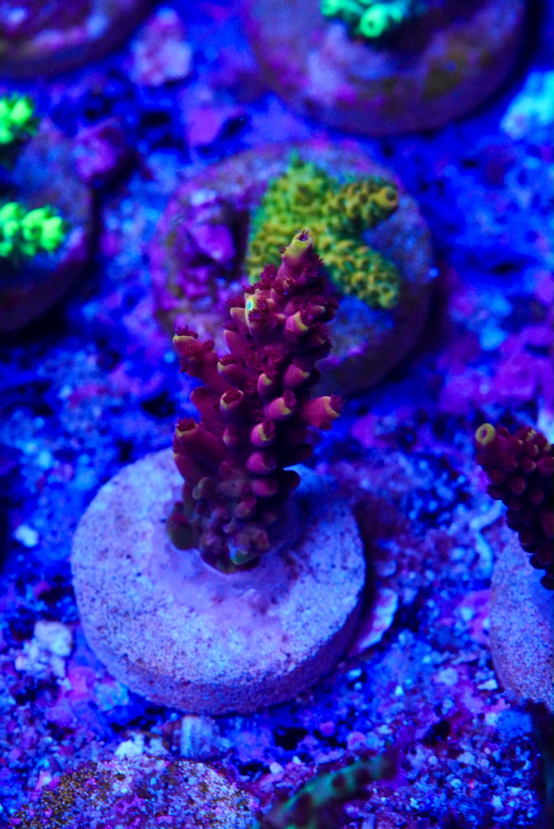 Acropora frag