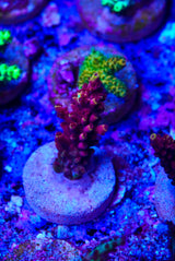 Acropora frag