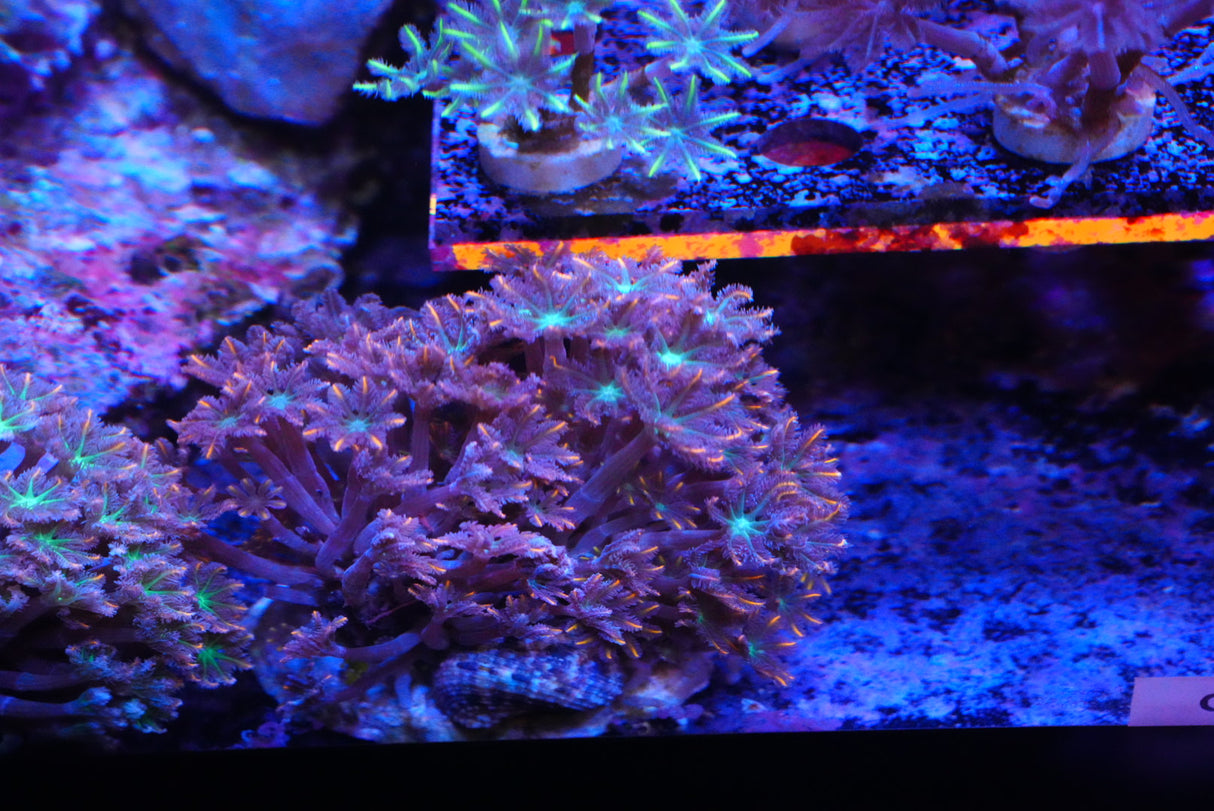 Firework Clove polyp colony