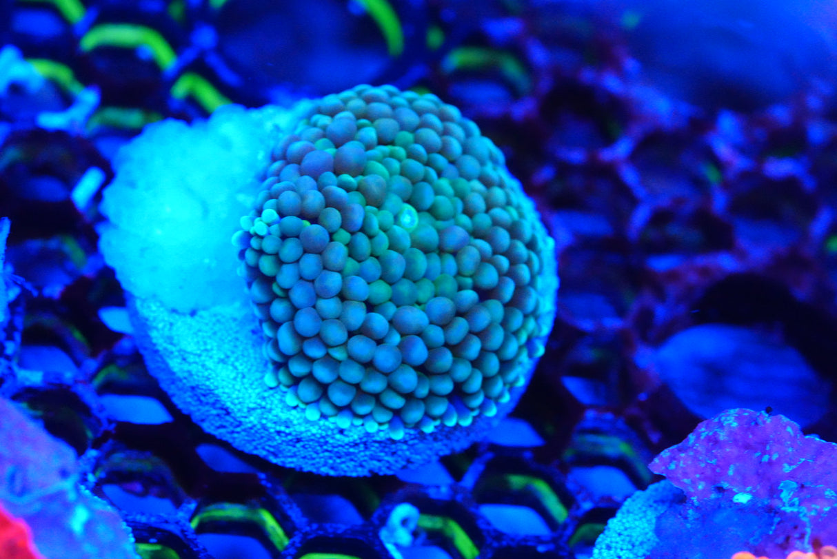 Ricordea florida
