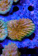 COSMIC CANDY CHALICE