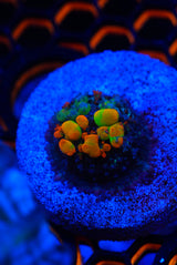 WWC OG bounce mushroom frags