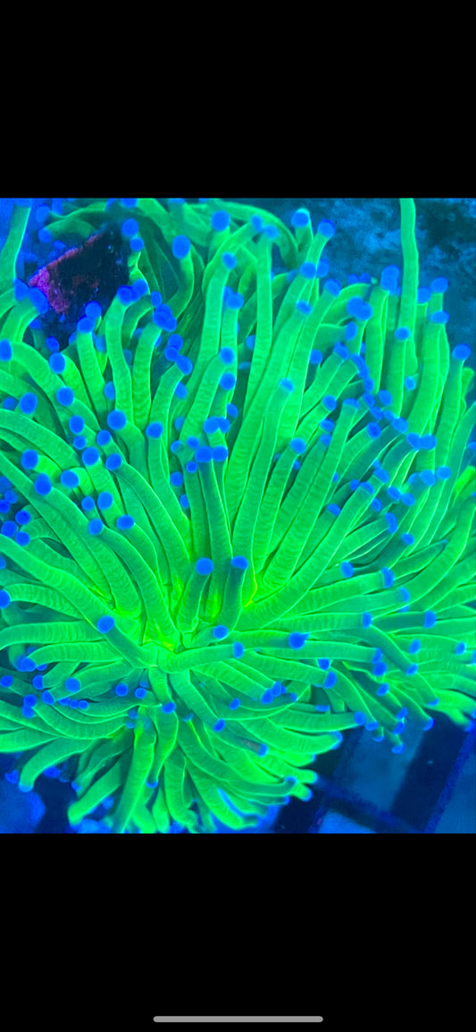 Toxic Green Blue Tip Torch