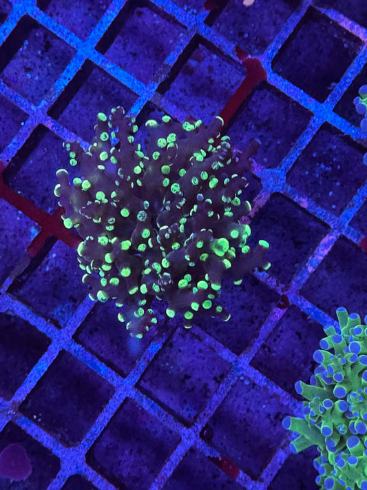 Mutant Frogspawn