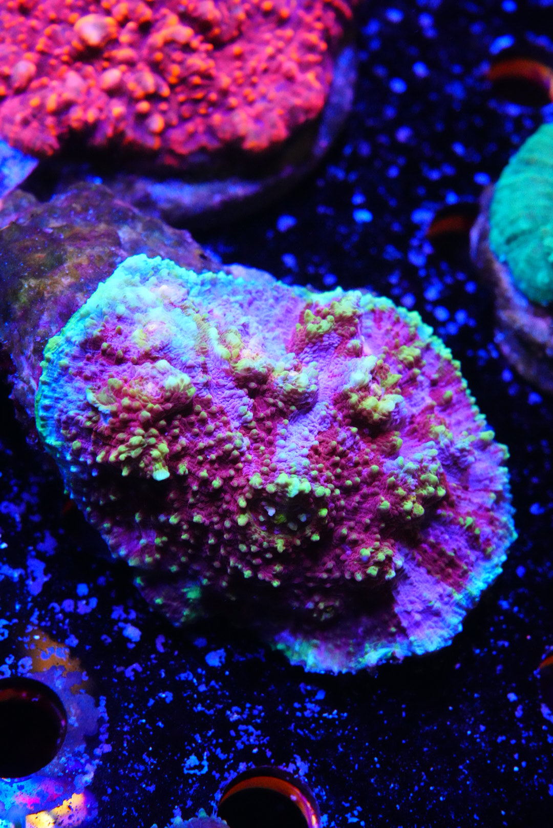 Crazy chalice colony