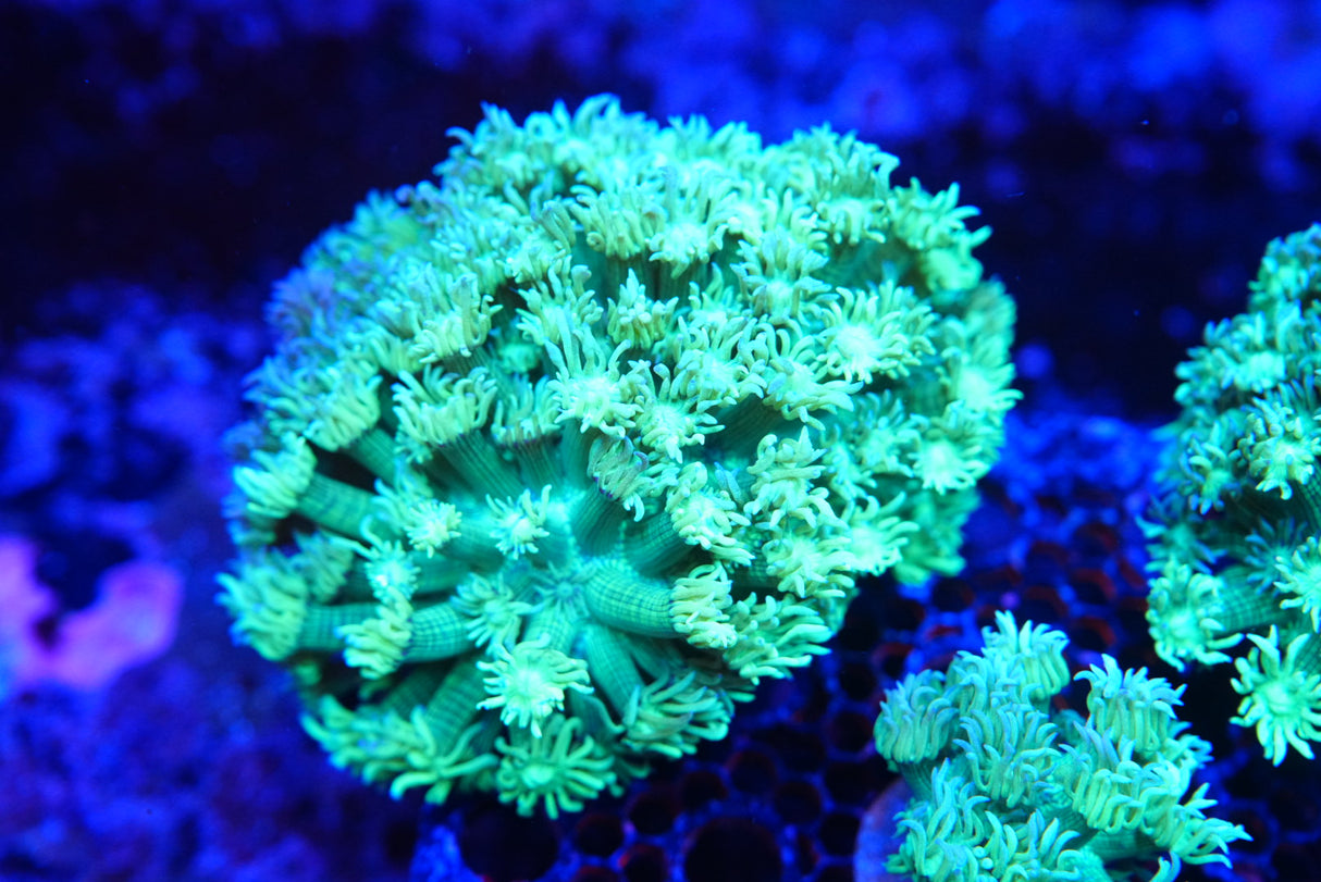 RF Green Goddess Goni colony