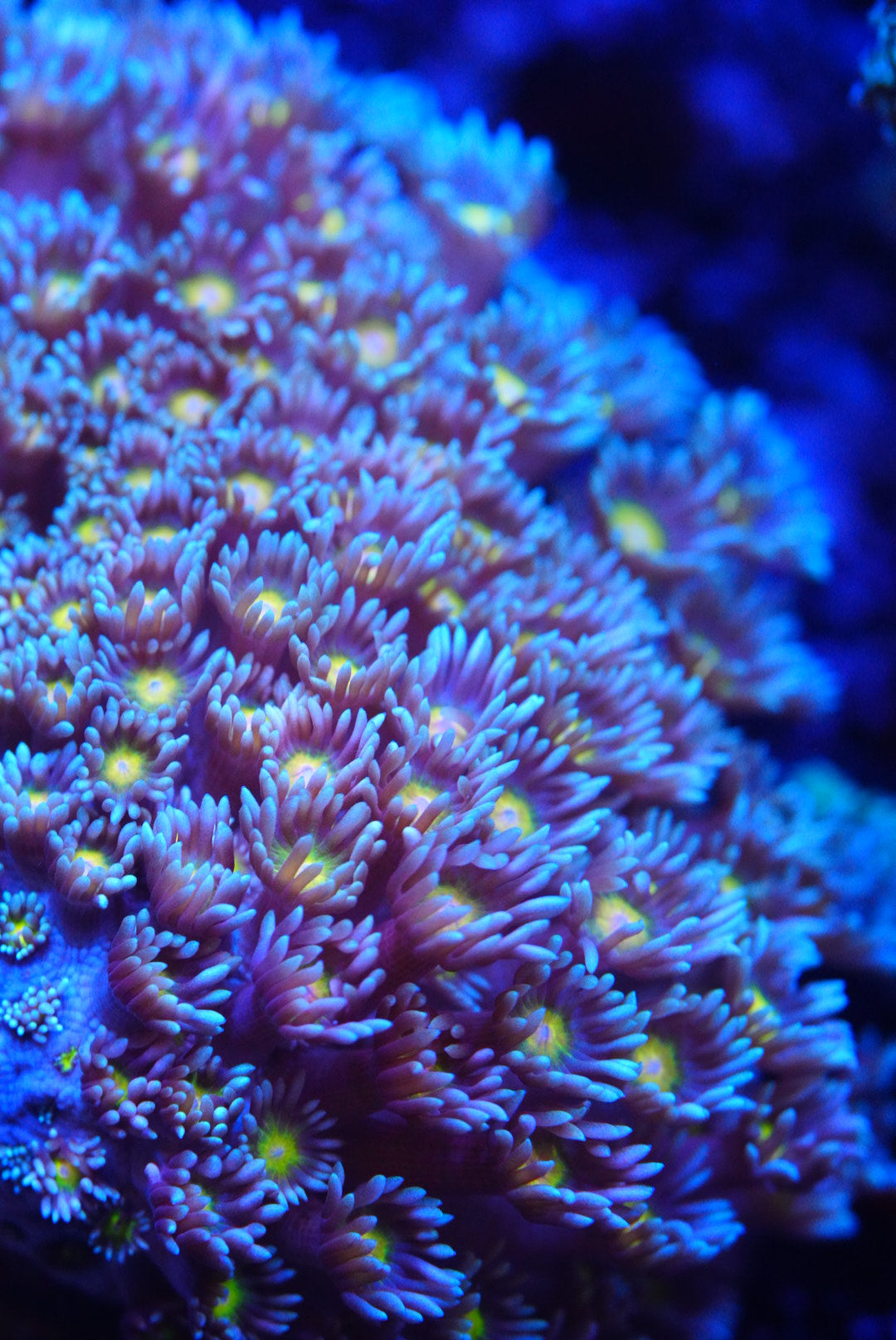 Large Goni colony