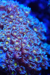Large Goni colony