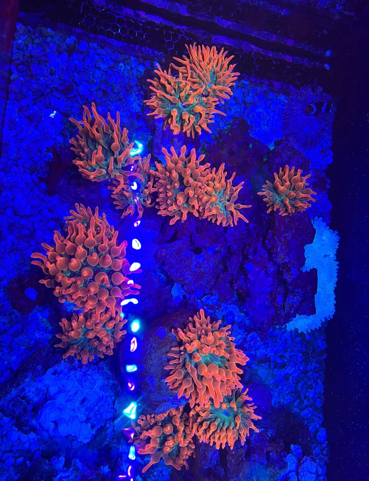 TRI COLOUR BUBBLE TIP ANEMONE