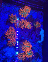 TRI COLOUR BUBBLE TIP ANEMONE