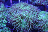 Duncan coral