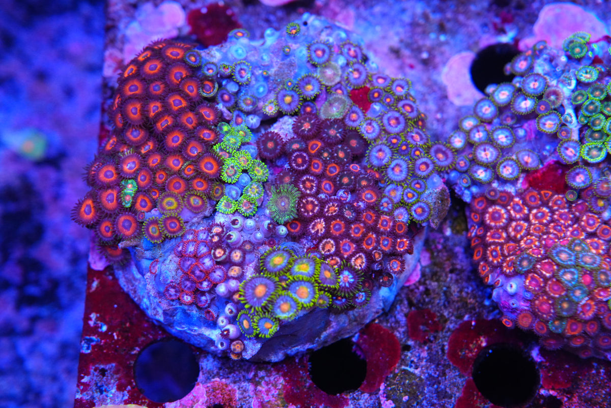 ZOA colony