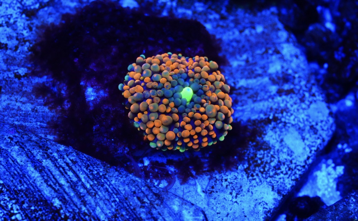 Orange Ricordea florida