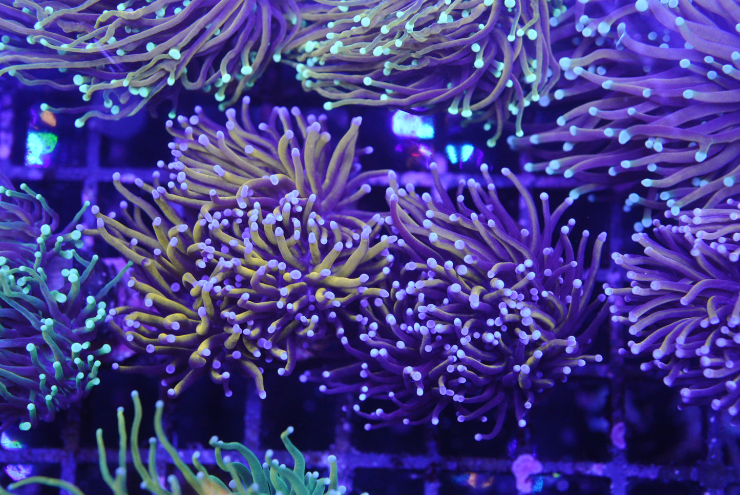 indo torch coral