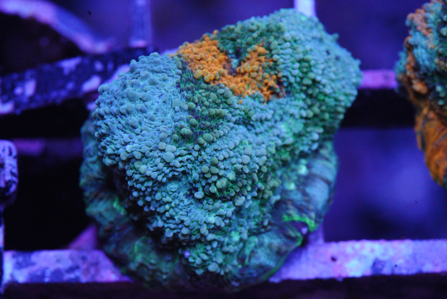 Acan echinata