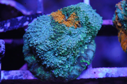 Acan echinata