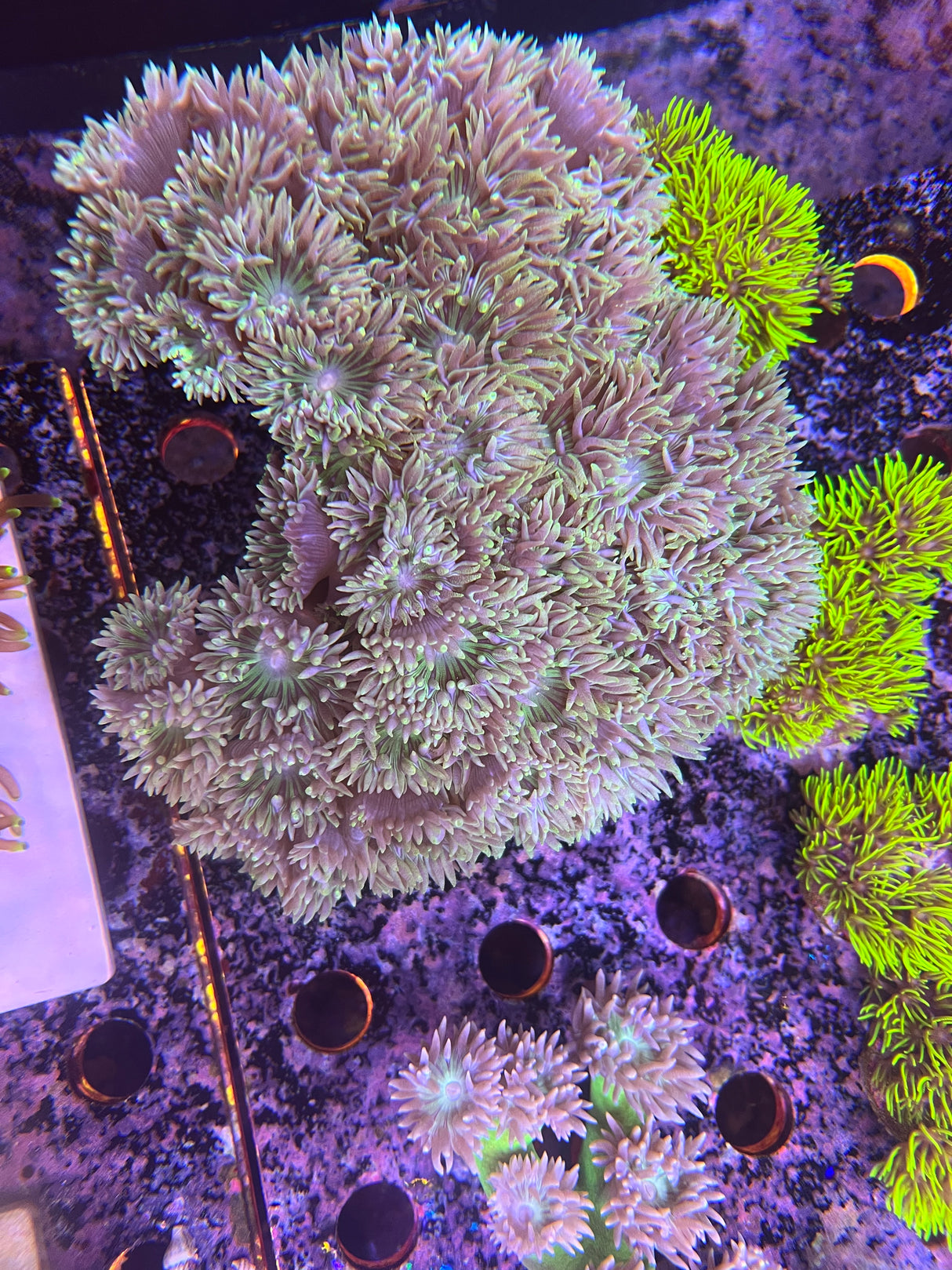 Duncan coral Colonie