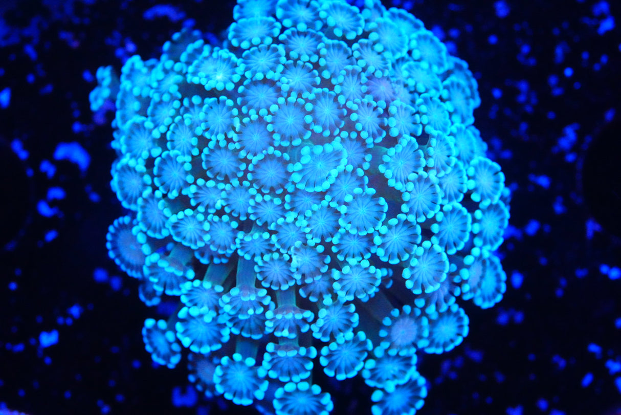 alveopora