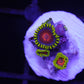 CC spitfire zoa