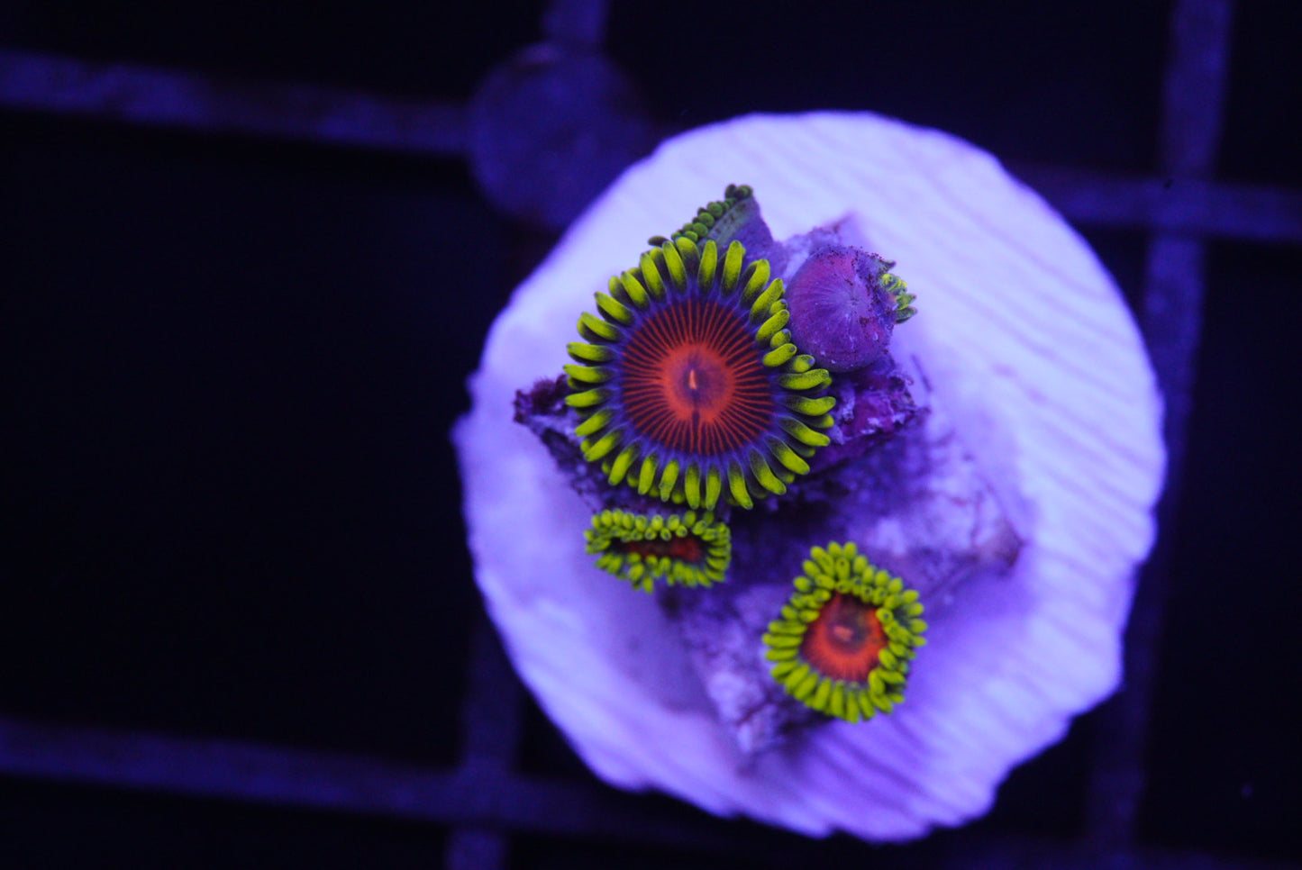 CC spitfire zoa