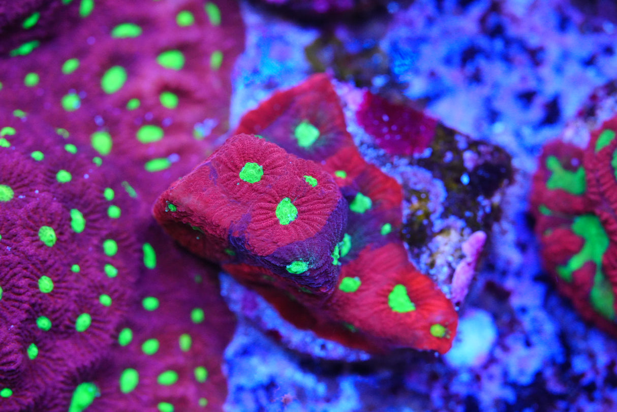 Two faced war coral Favia