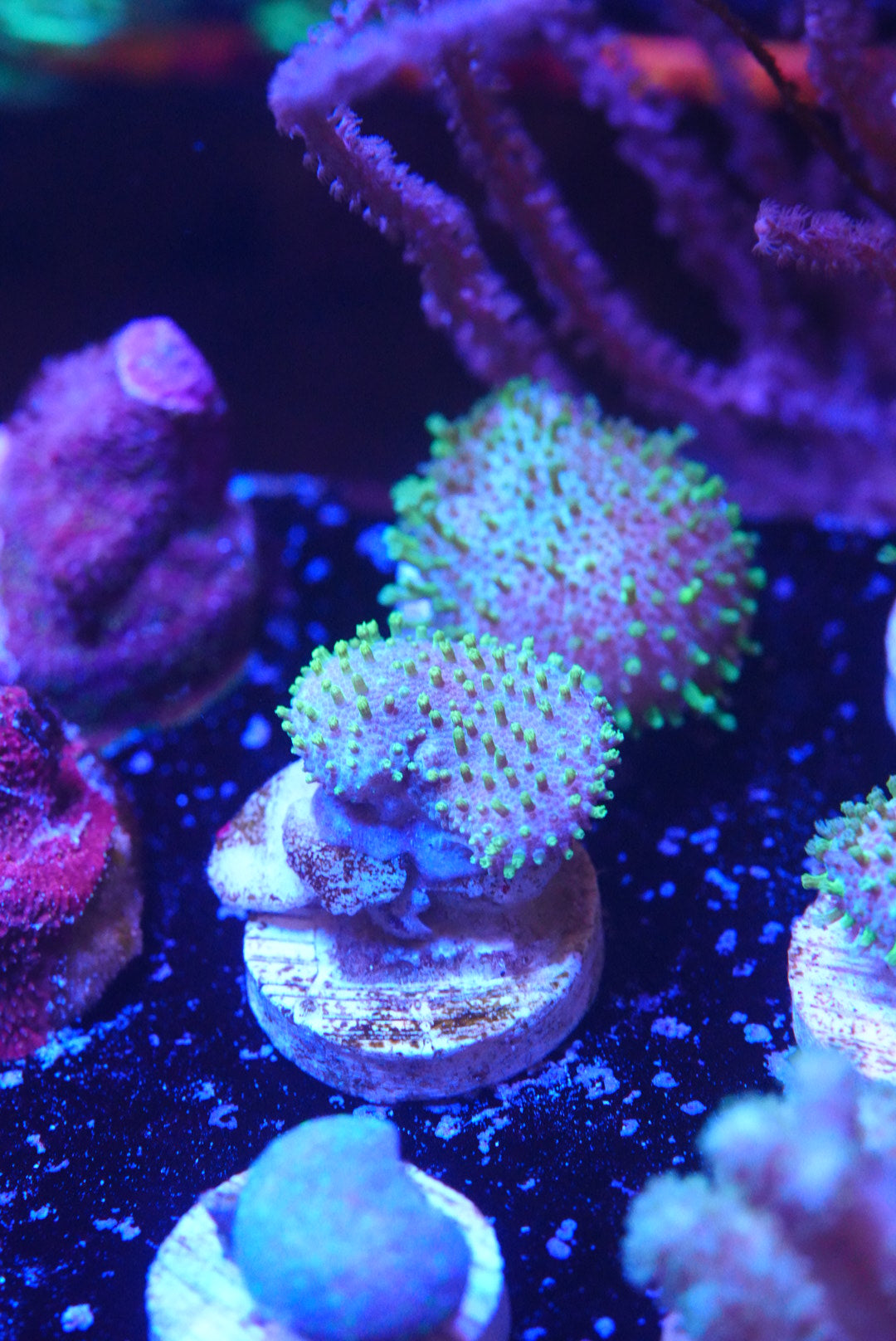 Green tip toadstool