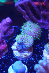 Green tip toadstool
