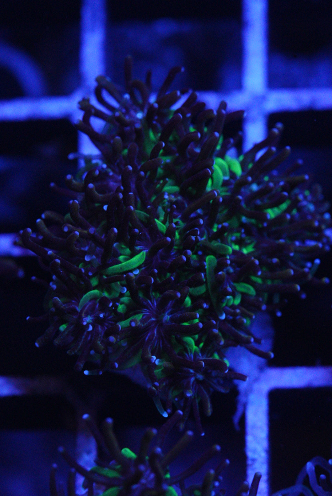 Goldstreak GALAXEA