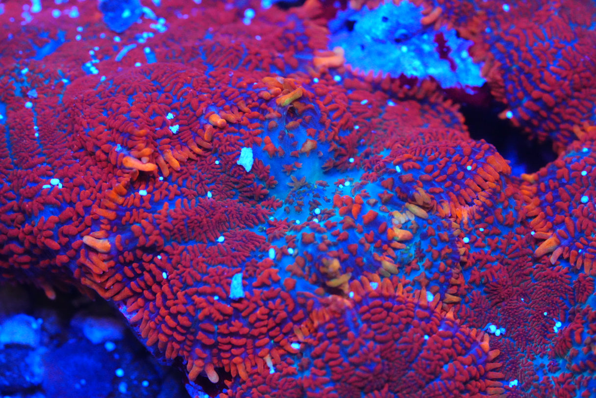 Fire Dancer Mushroom Coral