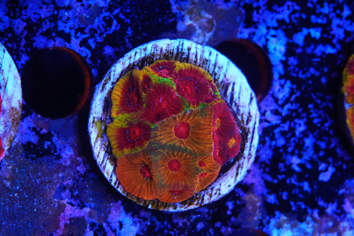 Grafted cultured Favia
