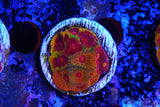 Grafted cultured Favia