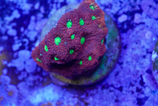 War coral