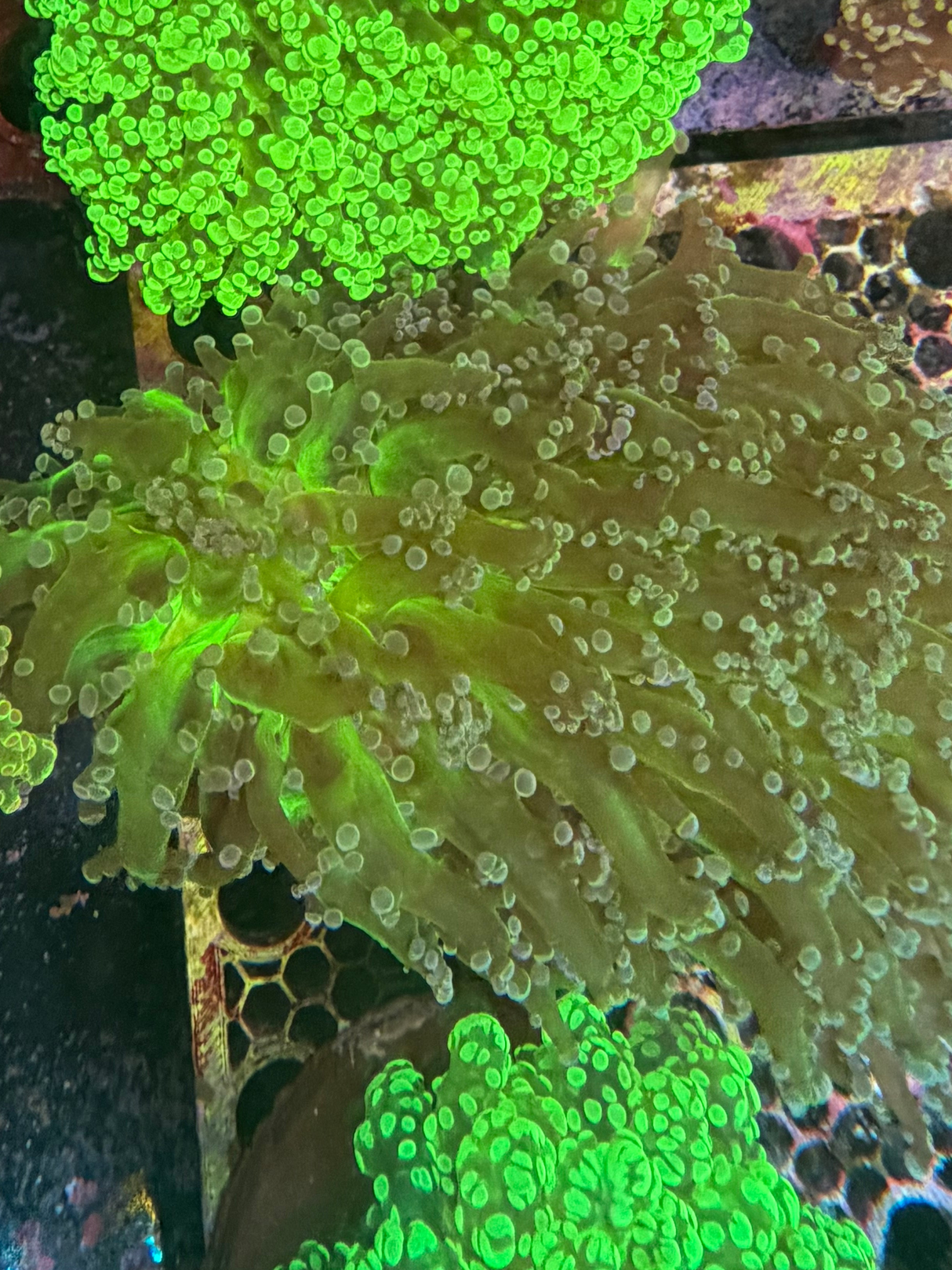 Kingspawn / Frogspawn XL