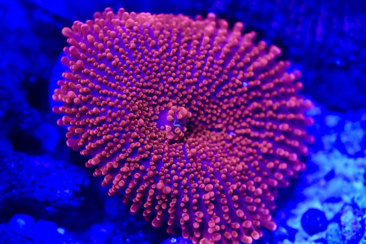 Blood red yuma