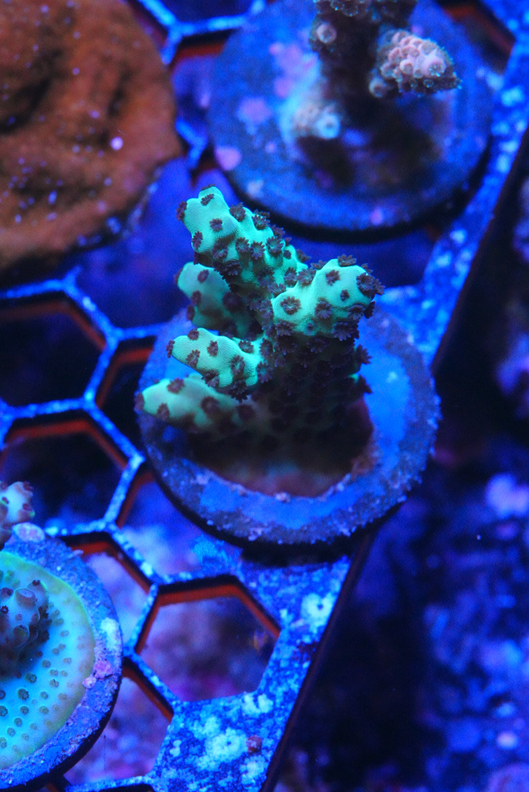 Acropora frags