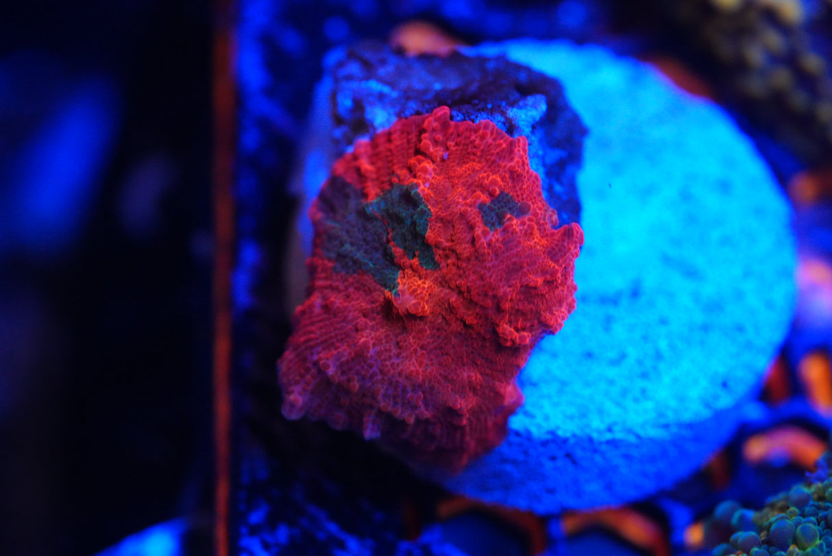 Candy crush Mushroom coral