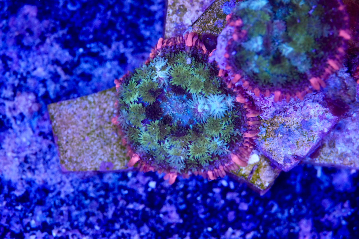 Frankenstein mushroom